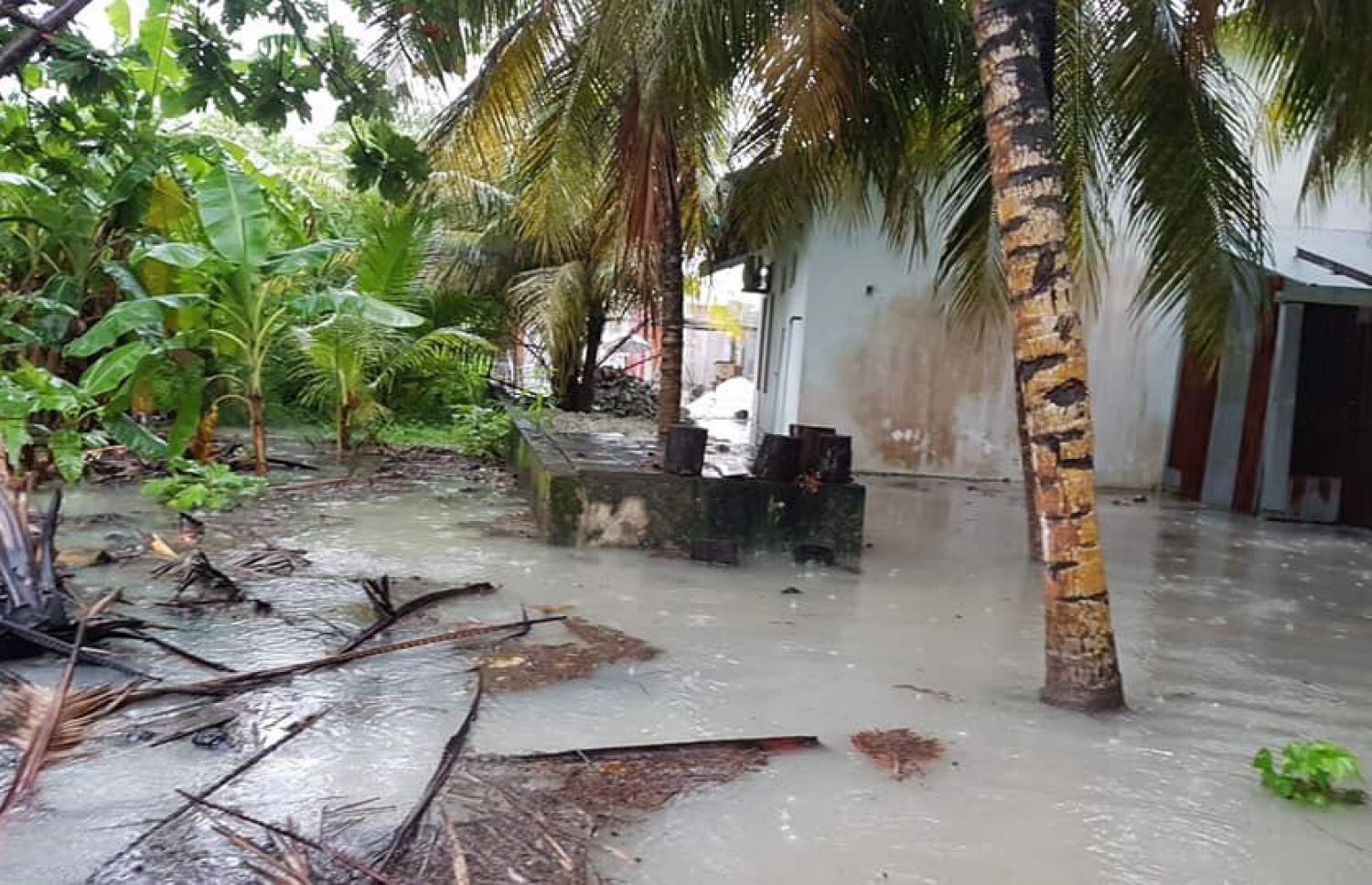 އޮކްޓޫބަރު 12، 2019- މި ދެ ދުވަހު އައްޑު އަށް ކުރި ގަދަ ވިއްސާރައިގައި ގެ އެއްގެ ގޯތި ތެރޭގައި ފެންބޮޑުވެފައި.