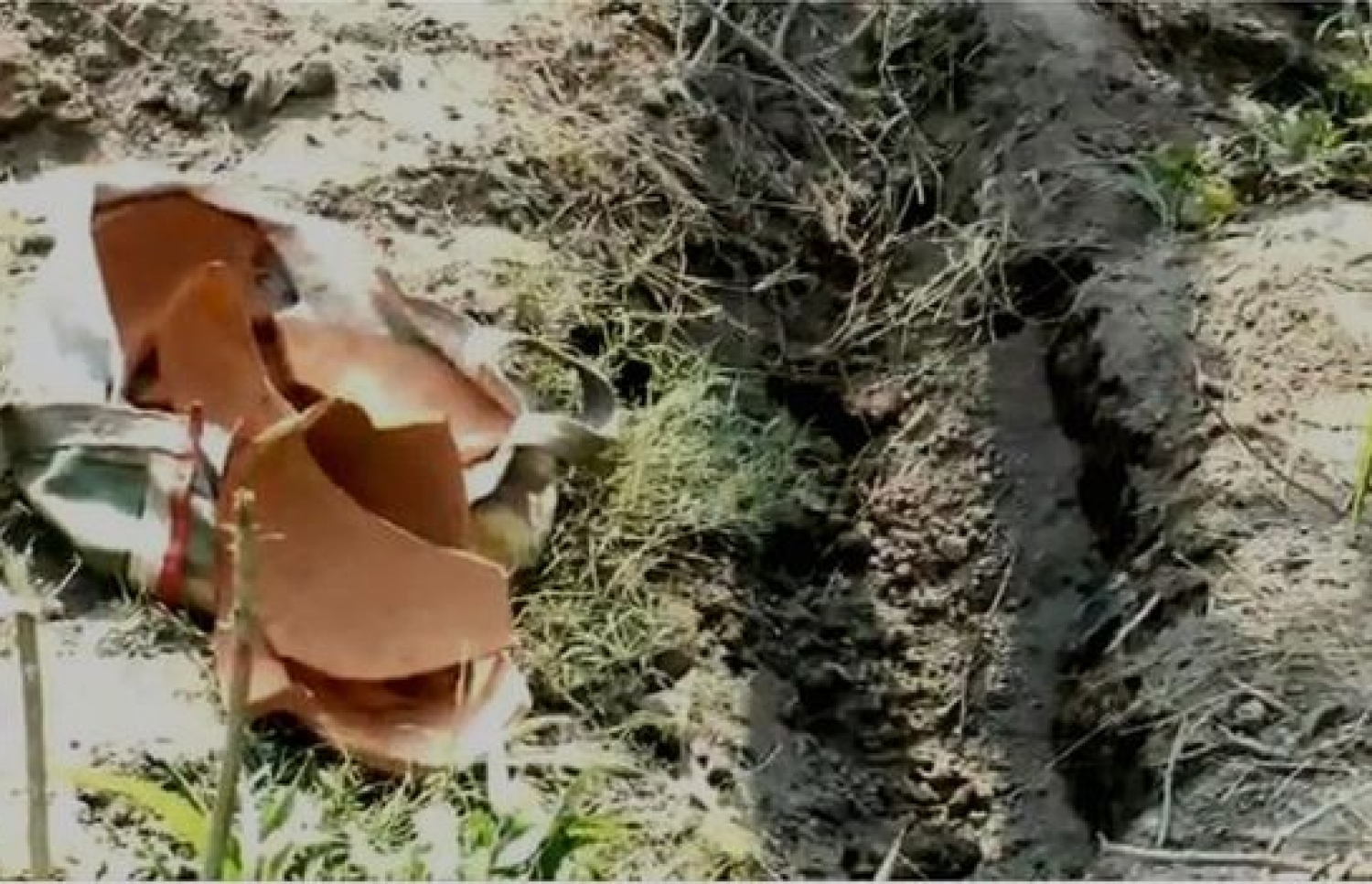 ކުއްޖާ އޮތީ މުށީގެ ޕޮޓެއްގެ ތެރޭގައި. --ފޮޓޯ:އަނޫޕް ކުމާރު މިޝްރާ