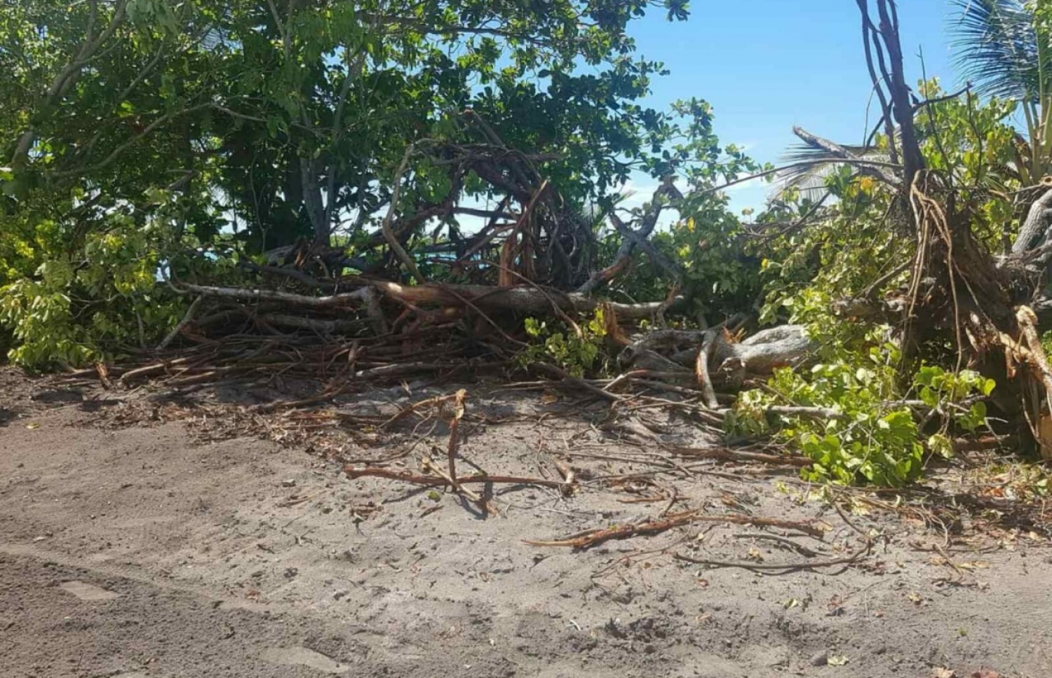 ބާރަށު ހޭޅިފަށުން ގަސް ކަނޑާފައި.