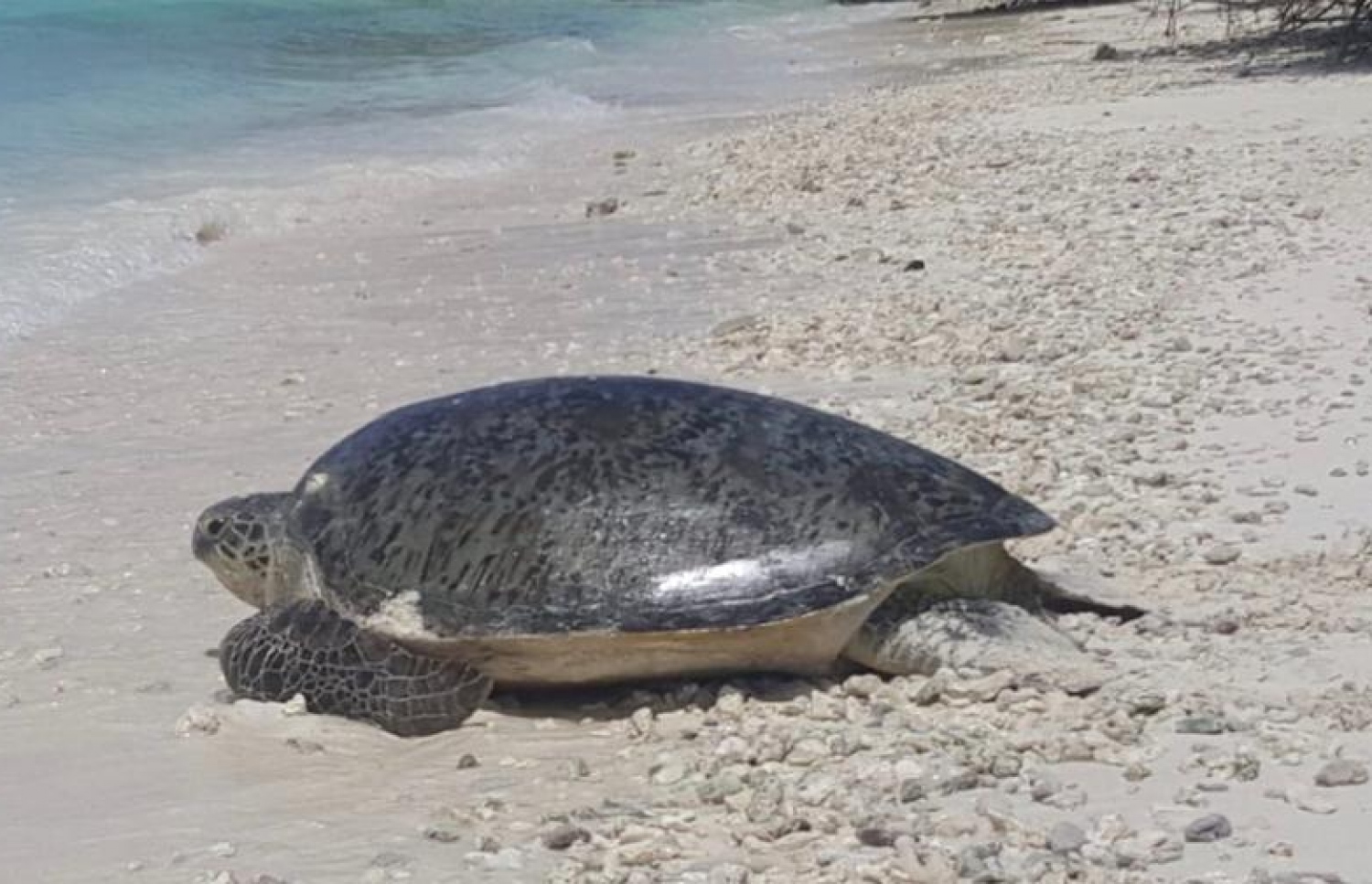 ކަނޑިމާ ރިސޯޓުގެ ޕޫލެއް ތެރެއަށް ވެއްޓުނު ވެލާ މޫދަށް ފައިބަނީ. ---