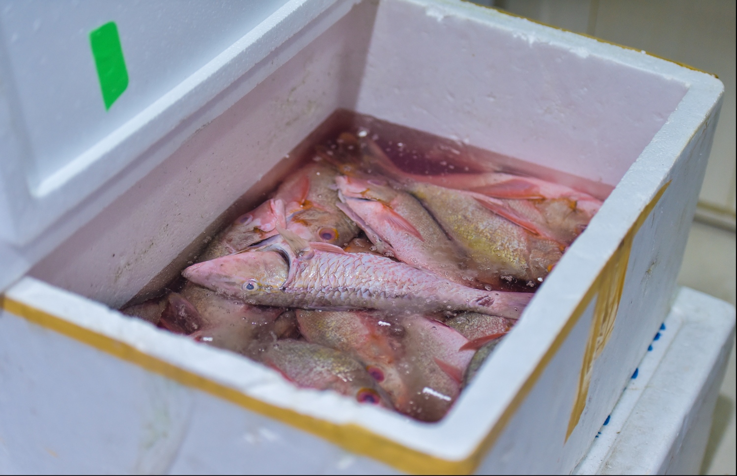 ހުޅުމާލެ: އޮކްޓޯބަރު 21، 2019: ހުޅުމާލެ ފެރީ ޓާމިނަލް ކައިރީގައި ހަދާފައިވާ "ހުޅުމާލެ ރަށު މާރުކޭޓު" ހުޅުވުން: މިއީ ރާއްޖޭގައި މިހާތަނަށް ހަދާފައިވާ އެންމެ ރީތި އެންމެ ޒަމާނީ މާރުކޭޓު.-- ފޮޓޯތައް: ހުސެން ވަހީދު /މިހާރު