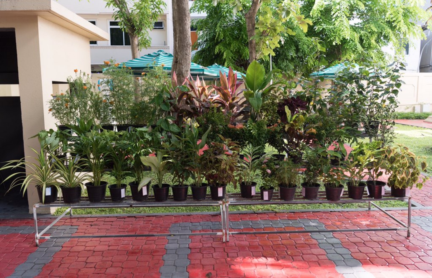 ކާށިދޫ ދާއިރާގެ މެމްބަރު ޖާބިރު މަޖިލީހަށް ހަދިޔާކުރެއްވި ގަސްތައް.-- ފޮޓޯ: މަޖިލިސް