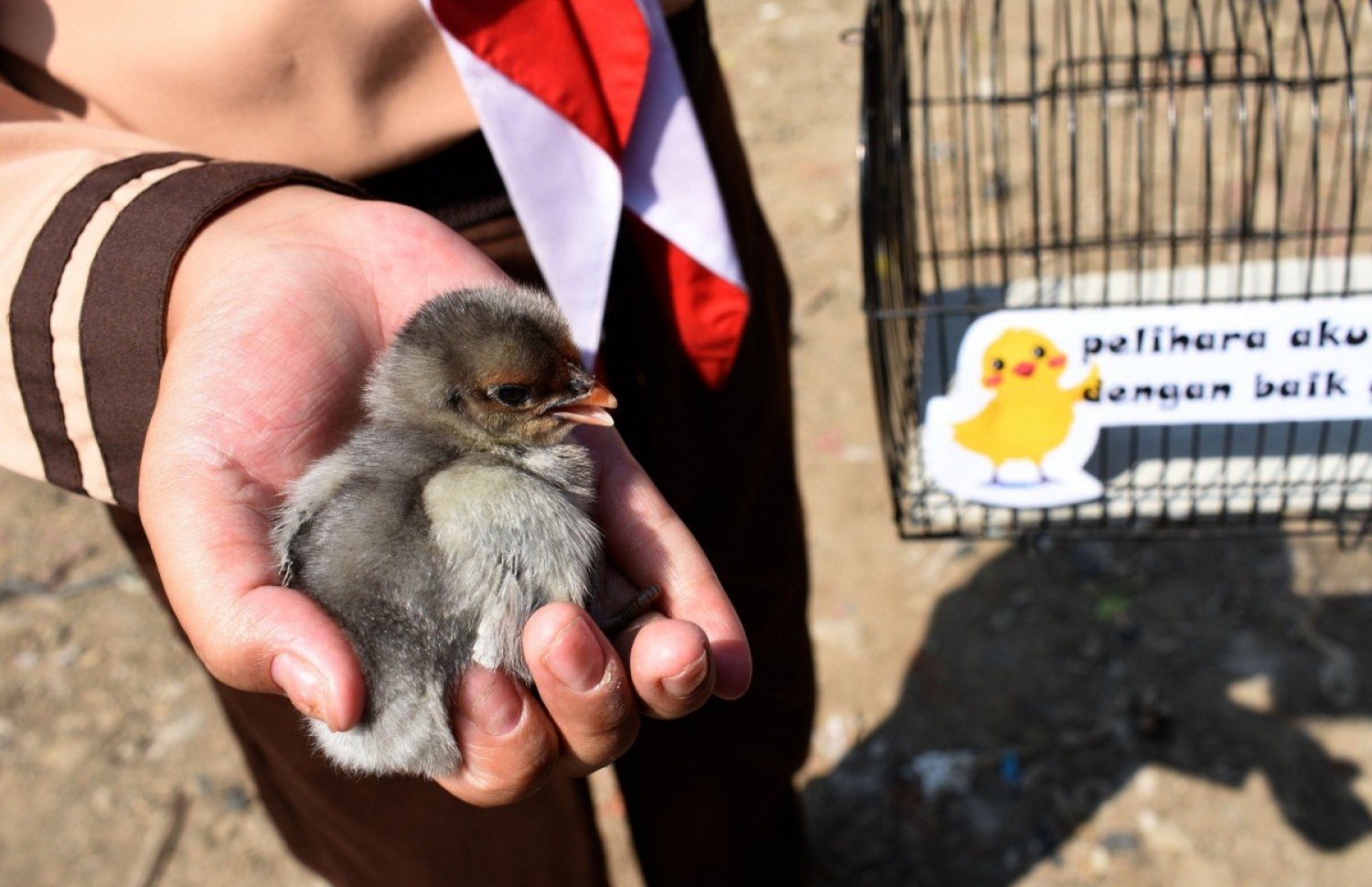 ދަރިވަރަކު ފިޔޮކަކާ އެކު.