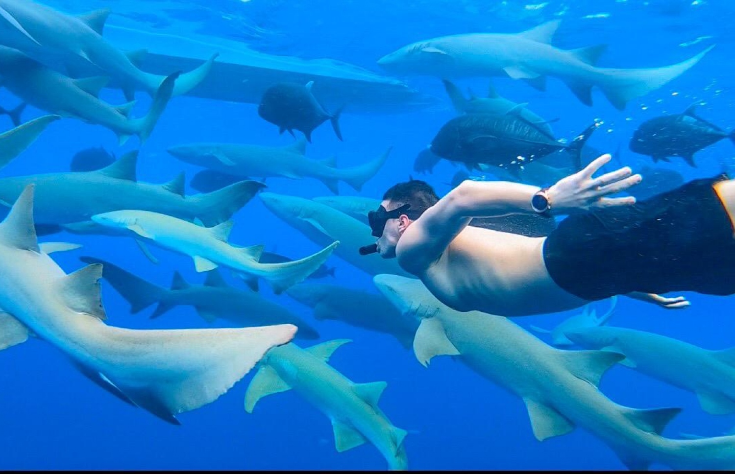 ޝެޑޯ ޕާމްގެ ދަތުރެއްގައި ޓޫރިސްޓަކު މިޔަރުތަކާ އެކު ފީނަނީ -- ފޮޓޯ: ޝެޑޯޕާމް