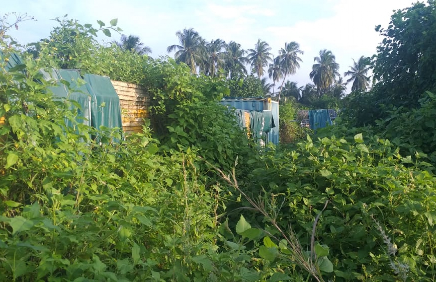 ކާށިދޫގައި ޖަލު ރާވަން އޮތް ސަރަހައްދު: މި ޖަލާ ބެހޭ ގޮތުން ހޯމް މިނިސްޓްރީން ވެސް އެއްވެސް ވާހަކައެއް ނުދެއްކި -- ފޮޓޯ: އަލީ ސުލްތާން