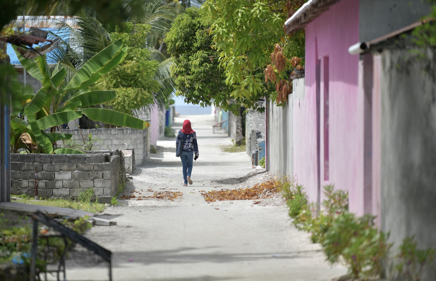 ކަނޑުހުޅުދޫގެ ކުއްޖަކު އެރަށުގެ މަގަކުން ހިނގާލާފައި ދަނީ--ފޮޓޯ: ނިޝާން އަލީ/މިހާރު