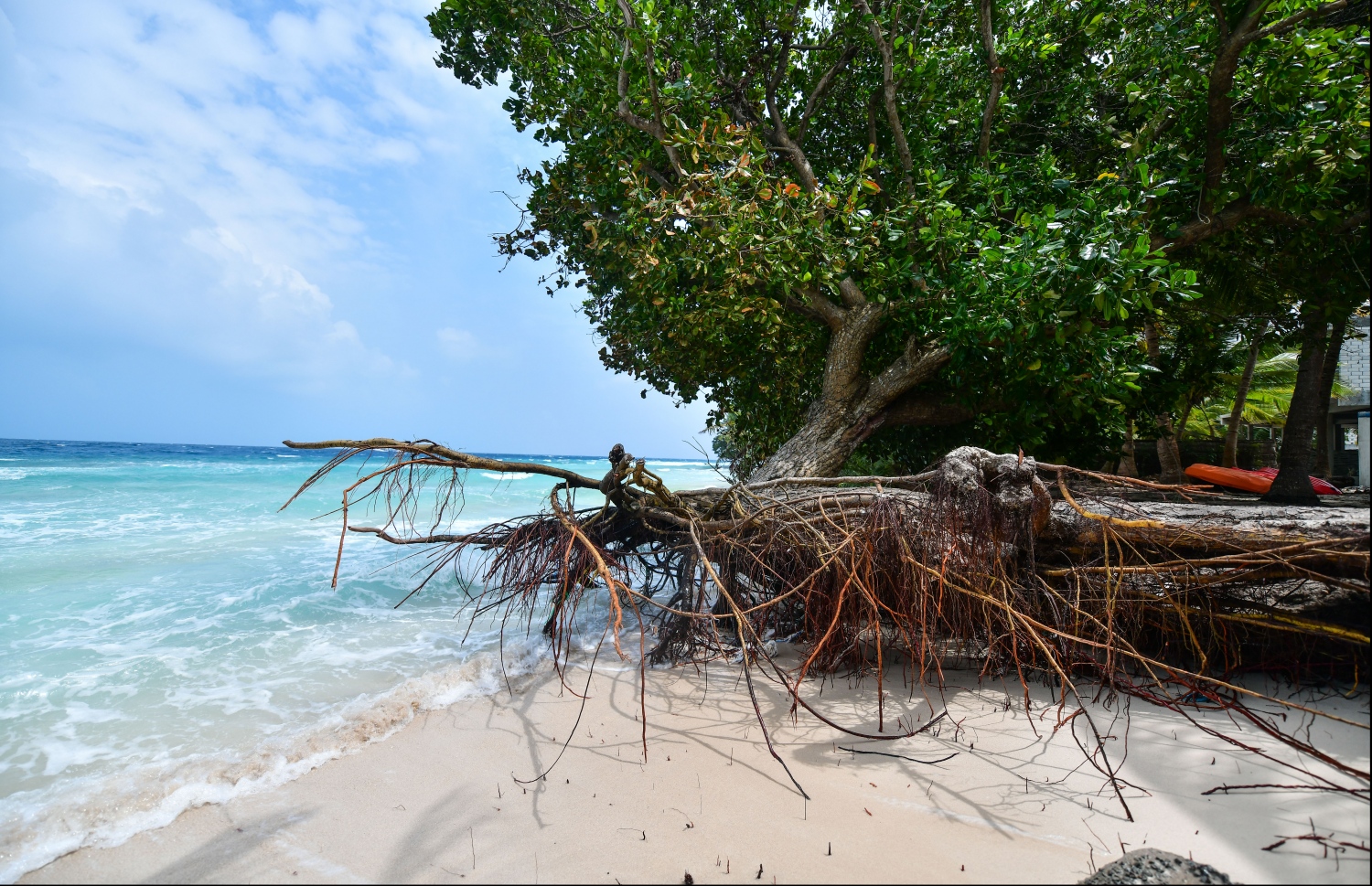 ބ. ދަރަވަންދޫގެ ބައެއް ގިރާލައި، ދުވަސްވީ ގަހެއް ވެއްޓެން ކައިރިވެފައި. --ފައިލް ފޮޓޯ: ހުސެއިން ވަހީދު/ މިހާރު