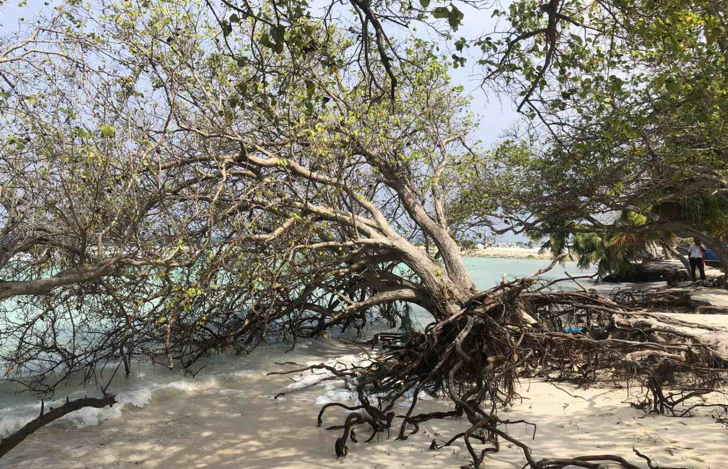 ރ. ފައިނުގެ ގިރާ ސަރަހައްދެއް.