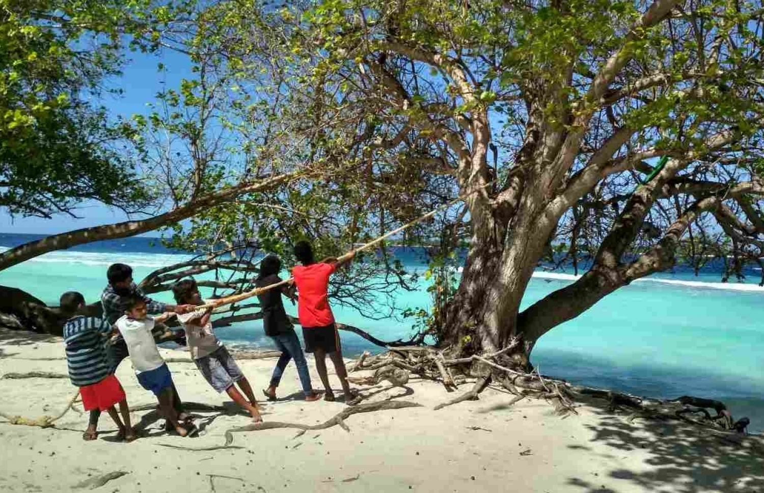 ރާއްޖޭގެ ރަށެއްގިރައި އެ ރަށުގެ ގަހެއް މޫދަށް ވެއްޓޭތީ ކުޑަކުދިންތަކެއް ވަލެއް އައްސައިގެން ދަމަނީ --