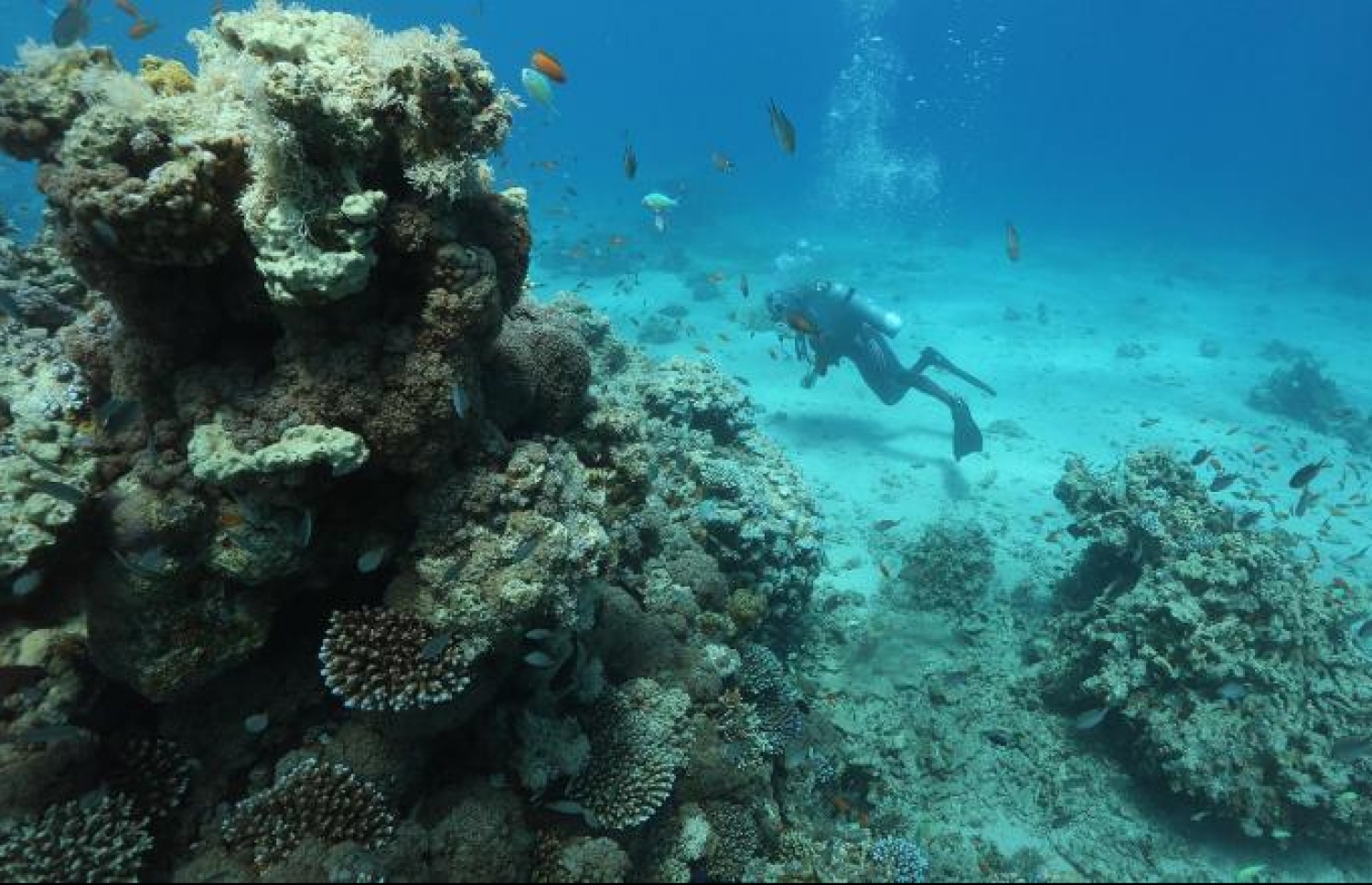 ހުދުވެފައިވާ ފަރެއް ކައިރިއަށް މީހަކު ފީނަނީ: ފަރުތައް ނެތިދިއުމުގެ ބިރު ބޮޑު