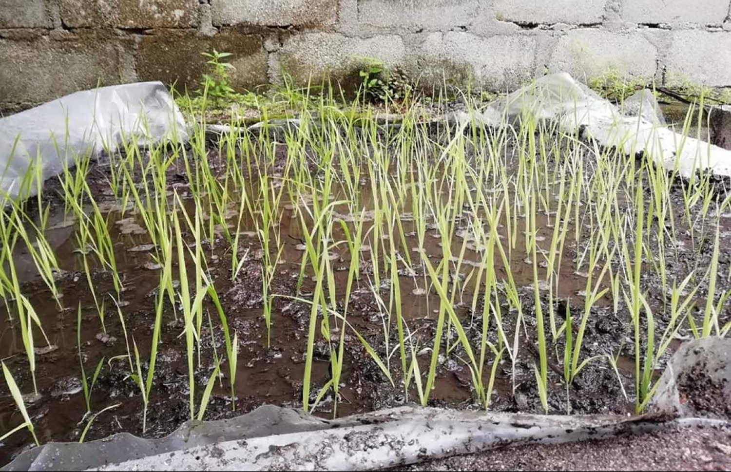 ވައިކަރަދޫގައި އަޝްރަފް ހެއްދި ހަނޑޫ ގަސްތައް ފޯއްދިފައި: އެ ގަސްތަކުން ހަނޑޫ ލިބުނު-- ފޮޓޯ: އަޝްރަފް