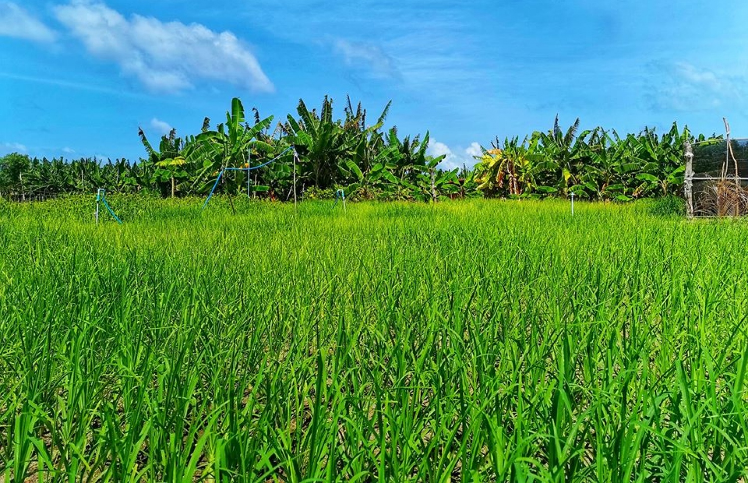 ހދ. ވައިކަރަދޫގައި ހައްދާފައިވާ ބިންބި ދަނޑެއް-- ފޮޓޯ: މުހައްމަދު ރަބީއު