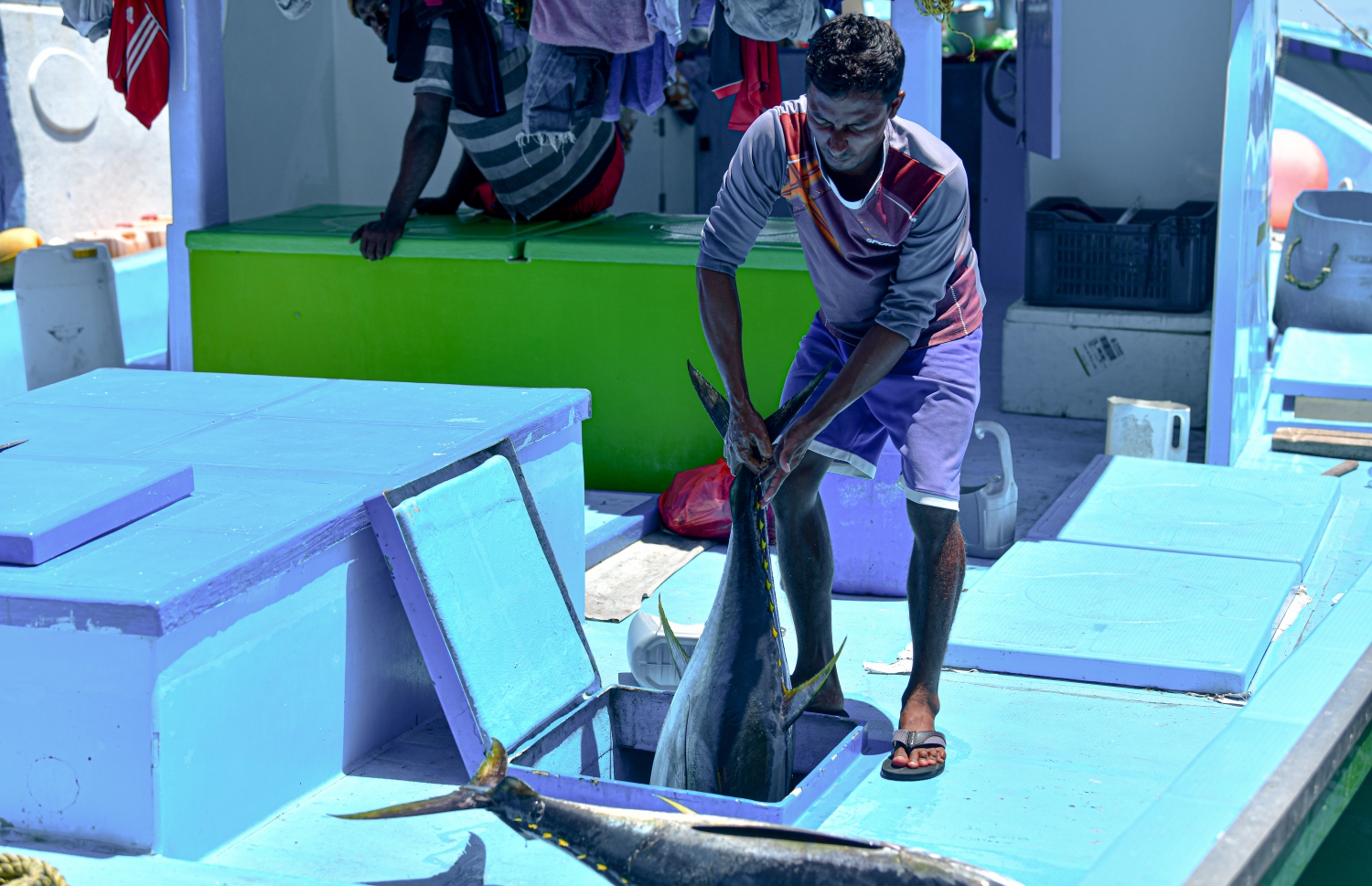 މާރުކޭޓަށް ގެންދަން ދޯންޏަކުން މަސް ނަގަނީ: ބާޒާރުގައި ކަންނެލި ކިލޯއެއް މިހާރު 18 ރުފިޔާއަށް ލިބޭ -- ފޮޓޯ: ނިޝާން އަލީ/މިހާރު