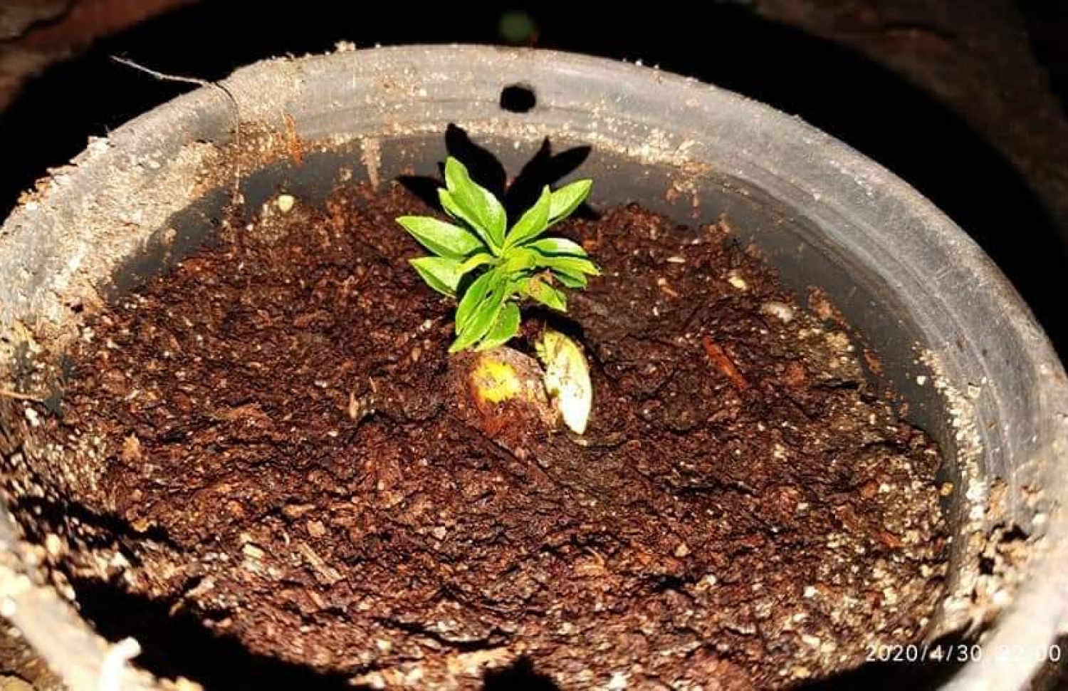 އާމަންޑު އޮށަކުން ގަސް ފަޅާފައި.-- ފޮޓޯ: އަހުމަދު ސާލިމް/ ފޭސްބުކް