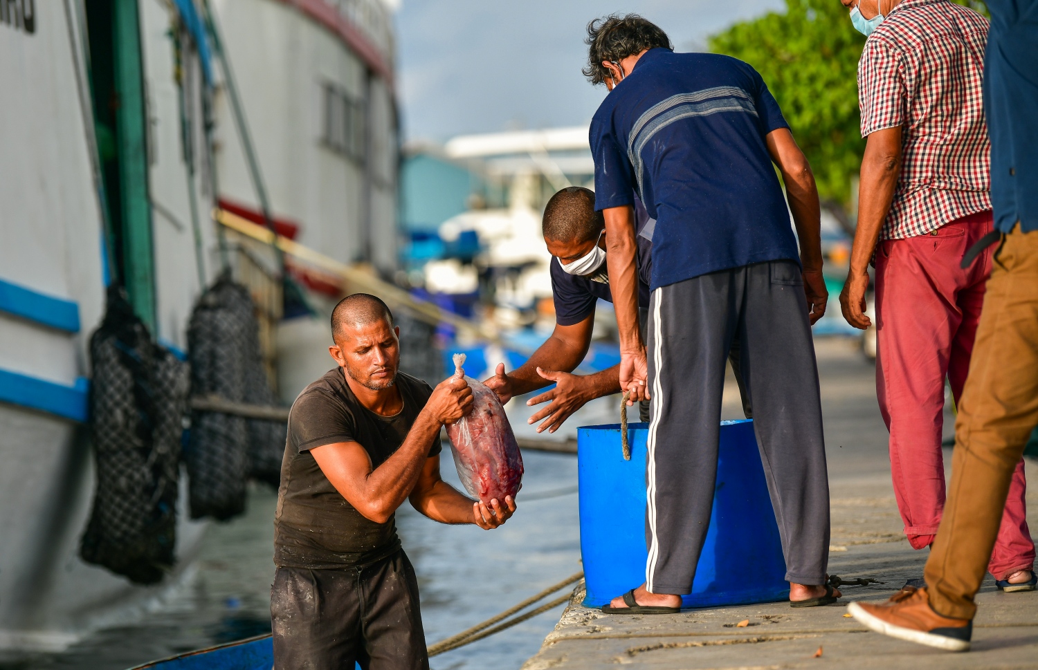 މާލެ: މޭ 14، 2020: ބާޒާރުމަތީ މަސްދޯނިތަކުން މަސްވިއްކުން-- ފޮޓޯ: އަހުމަދު އަވްޝަން / މިހާރު