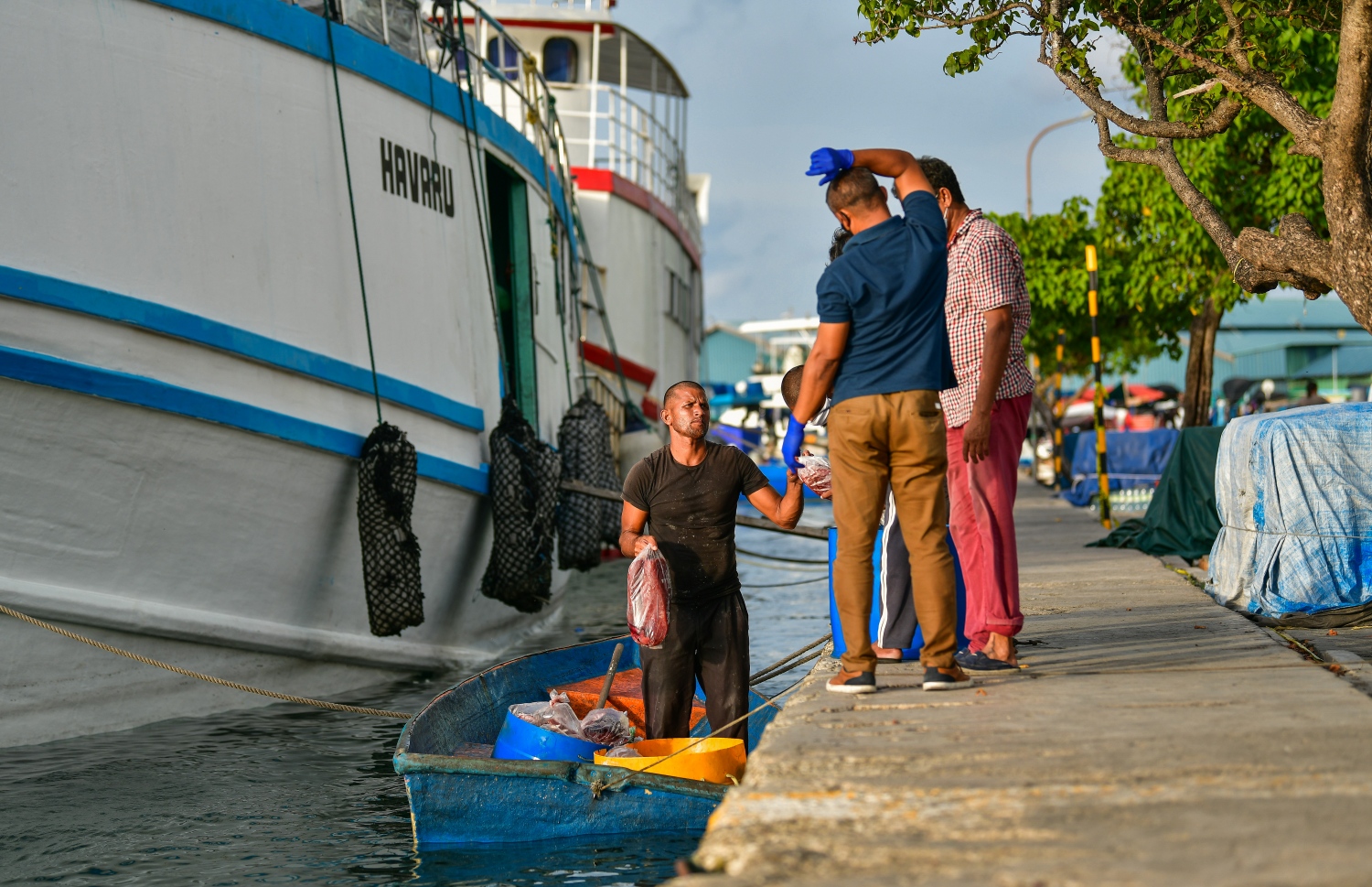 މާލެ: މޭ 14، 2020: ބާޒާރުމަތީ މަސްދޯނިތަކުން މަސްވިއްކުން-- ފޮޓޯ: އަހުމަދު އަވްޝަން / މިހާރު