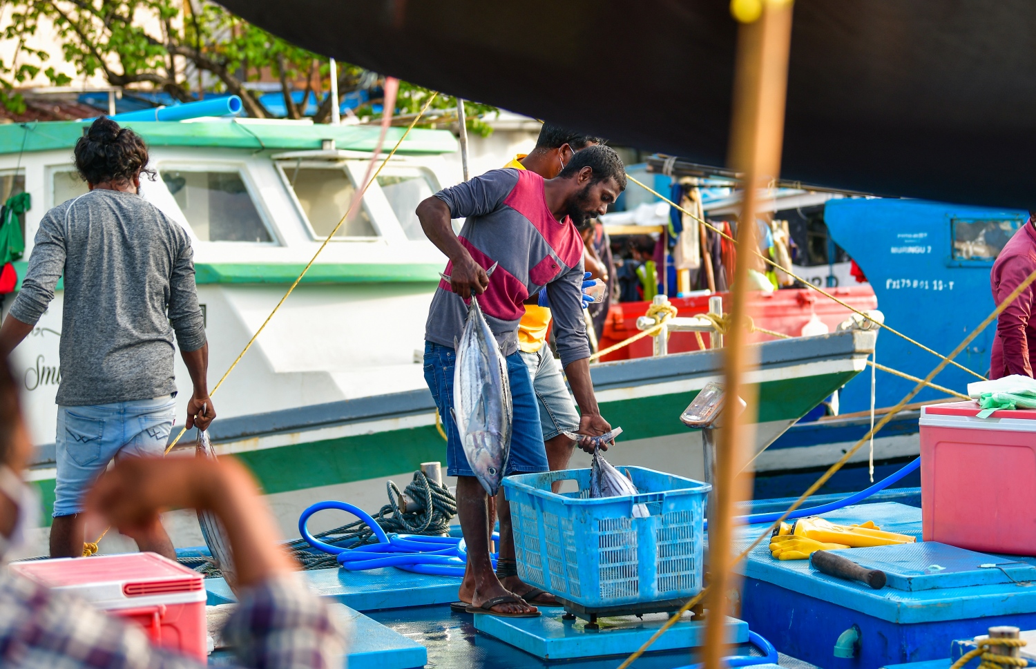 މާލެ: މޭ 14، 2020: ބާޒާރުމަތީ މަސްދޯނިތަކުން މަސްވިއްކުން-- ފޮޓޯ: އަހުމަދު އަވްޝަން / މިހާރު