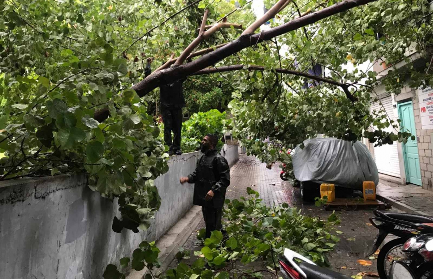 މާލެއަށް ރޭ ފަތިހު ވައިގަދަވެ، ބޯކޮށް ވާރޭ ވެހުމުން ހެންވޭރު ސަހަރާއިން ވެއްޓިފައިވާ ގަހެއް -- ފޮޓޯ: އެމްއެންޑީއެފް