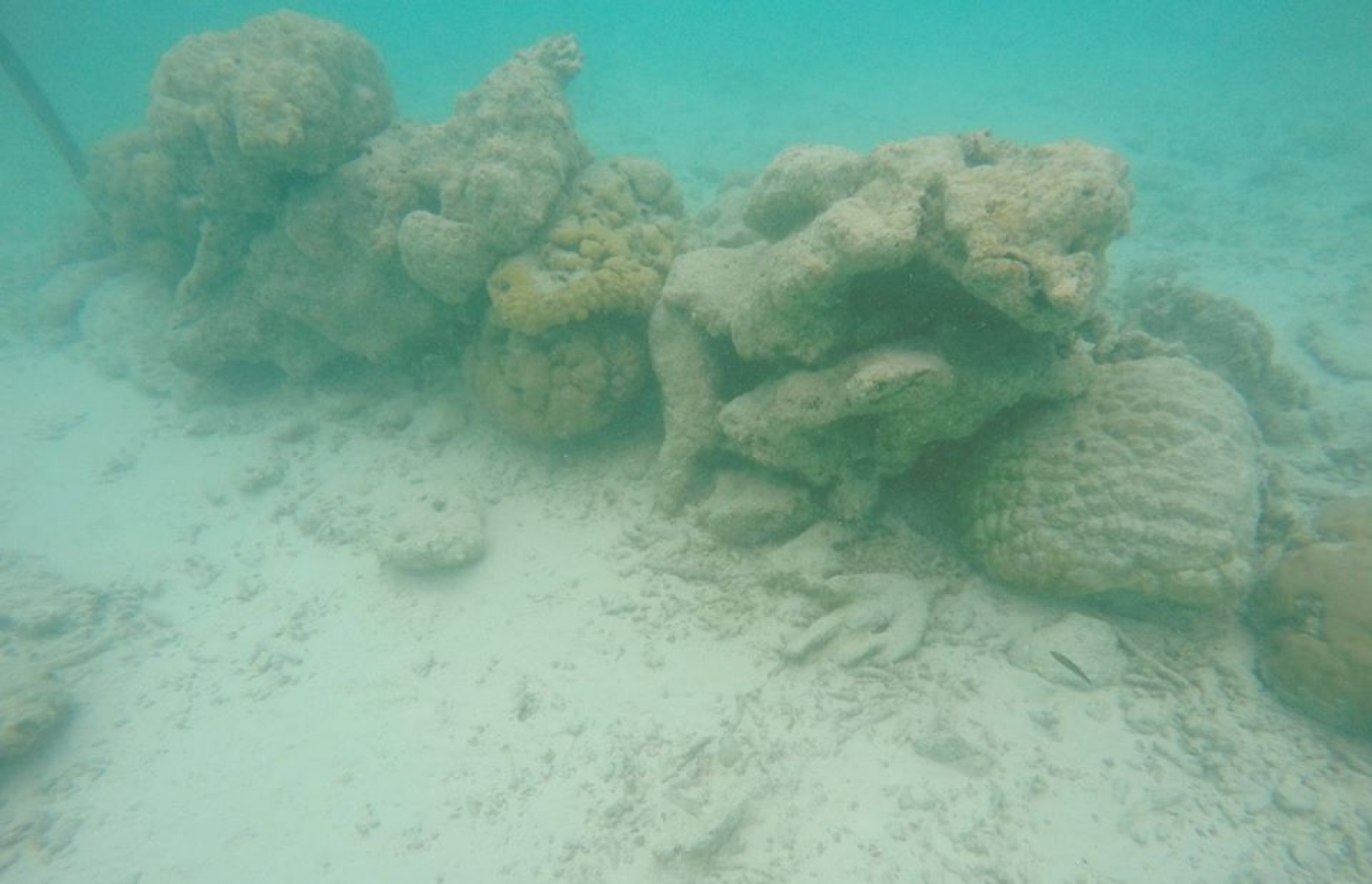 މަޅި ހެދުމަށް ބޭނުންކޮށްފައިވާ ބޮޑެތި ހިރިގާ