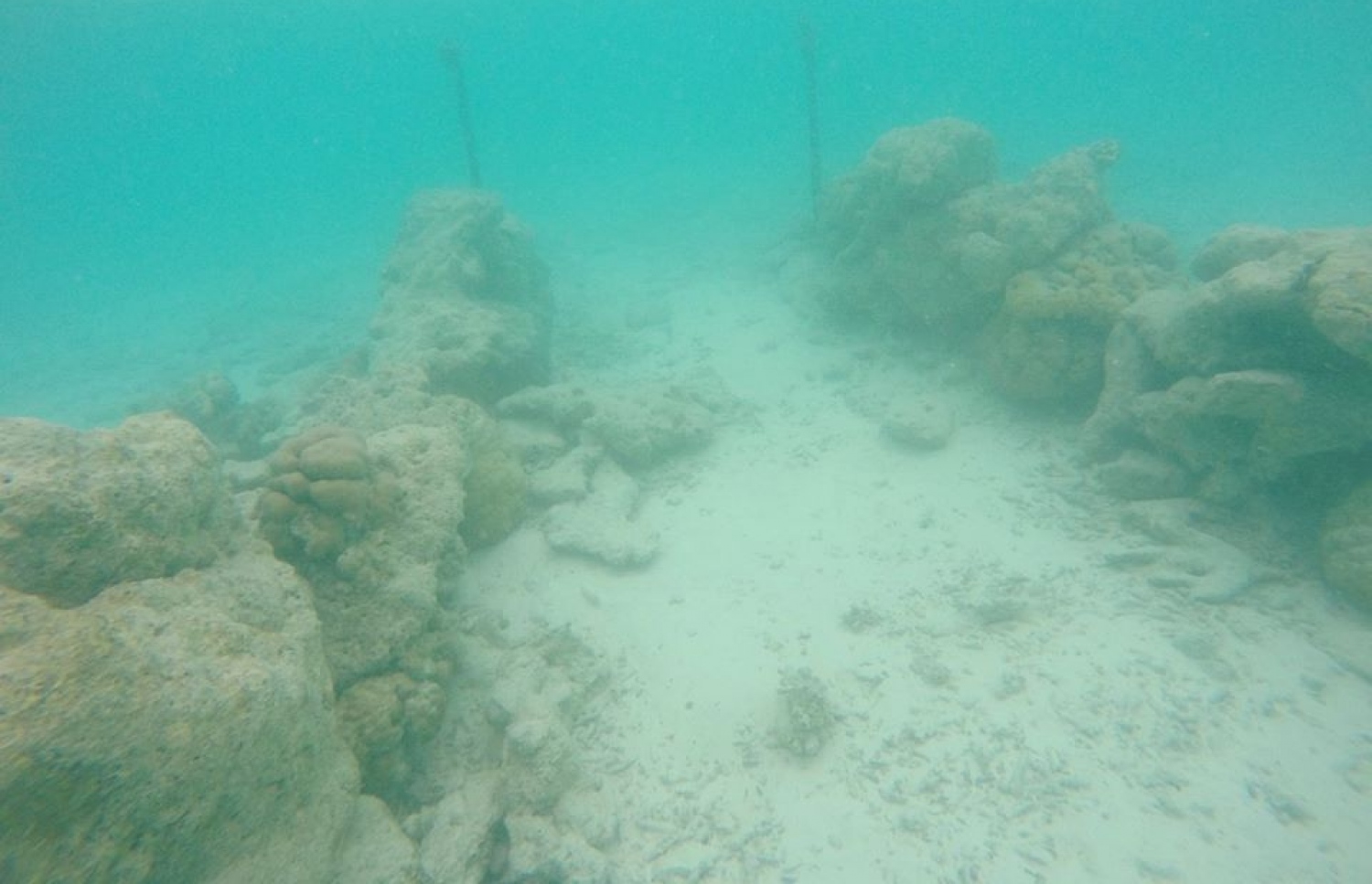 ގަލުން ހަދާފައިވާ މަޅީގެ ކޮޅުގައި ނެރެއް ކަނޑާފައި: ދާ އަޅަނީ މި ނެރު ކައިރީގައި