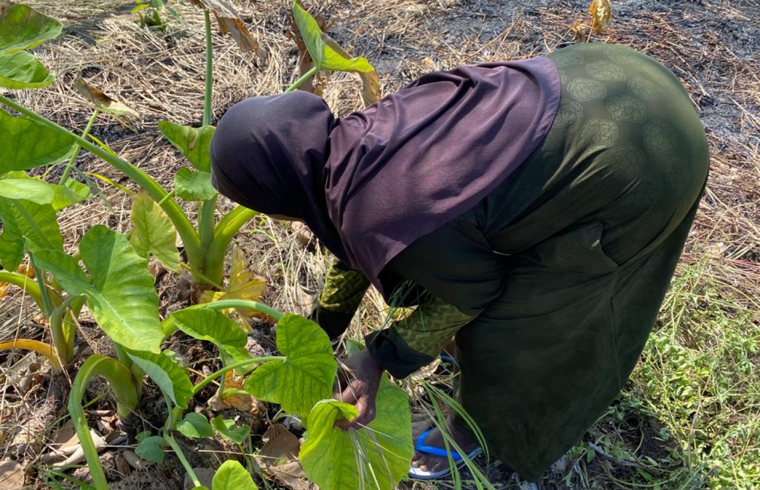 ދިވެހި އަންހެނަކު އަލަ ކަނޑަނީ: އަލަ ވިއްކައިގެންނާއި އެއިން އުފެއްދުންތައް ހަދައިގެން ގިނަ ބަޔަކު އާމްދަނީ ހޯދި