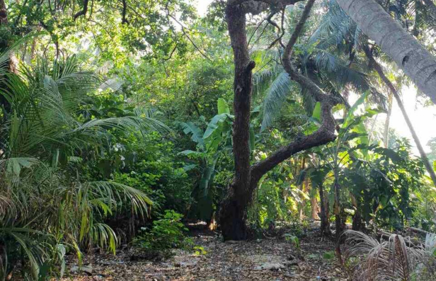 މާޅެންދޫ ކުއްޅަވައްފާ: ހަމަލާ ދިނީ މިތަނަށް ކުއްޅަވައް ހޮވަން ވަދެ އުޅެނިކޮށް