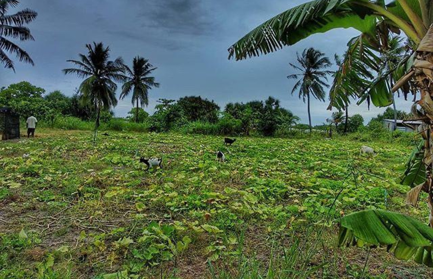 ކާށިދޫގެ ދަނޑެއްގައި ބަކަރިތަކެއް: ވަގުންގެ މައްސަލަ އެ ރަށުގެ ދަނޑުވެރިންނަށް ބޮޑު
