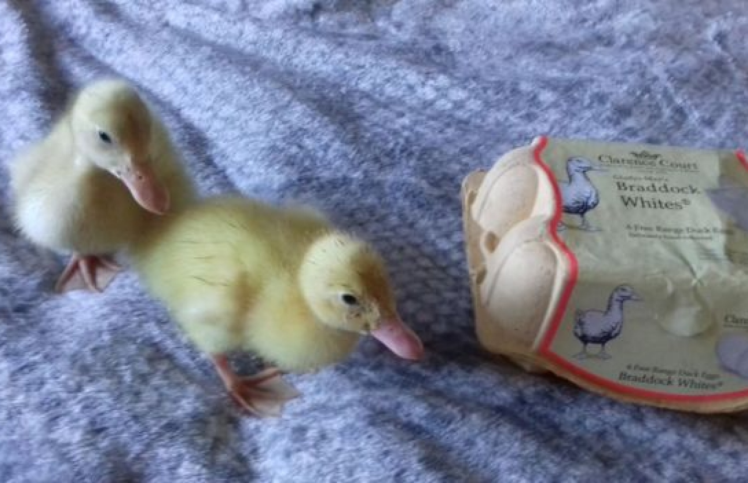 އަސްދޫނިތައް.