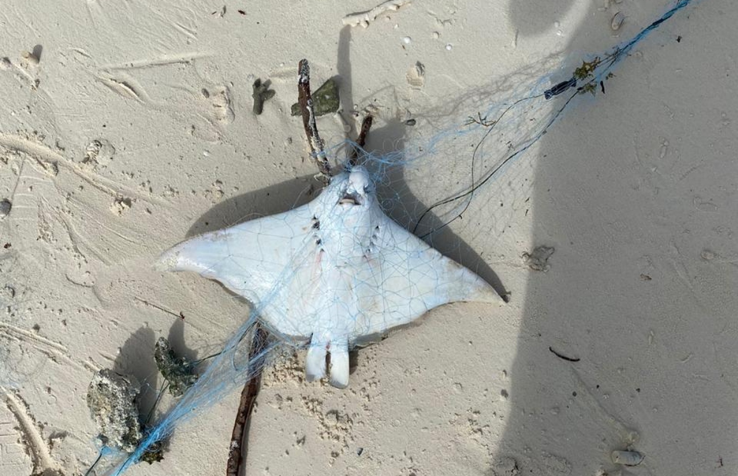 ދަލުގައި އޮޅި މަރުވެފައި އޮތް މަޑިއެއް.-- ފޮޓޯ މަނާލް