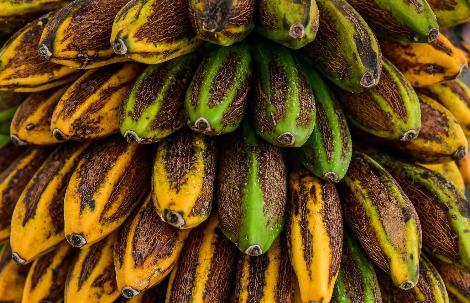 މާލެ: ޖުލައި 2، 2020: ލޯކަލް މާރުކޭޓުގައި ވިއްކަން އެލުވާފައި ހުރި ދޮންކެޔޮ ގަނޑެއް: ވިޔަފާރި ދަށް ކަމަށާއި މުދާ ނުވިކި އުކާލަން ޖެހޭކަމަށް ވިޔަފާރިވެރިން ބުނޭ--. ފޮޓޯ: ނިޝާން އަލީ/މިހާރު