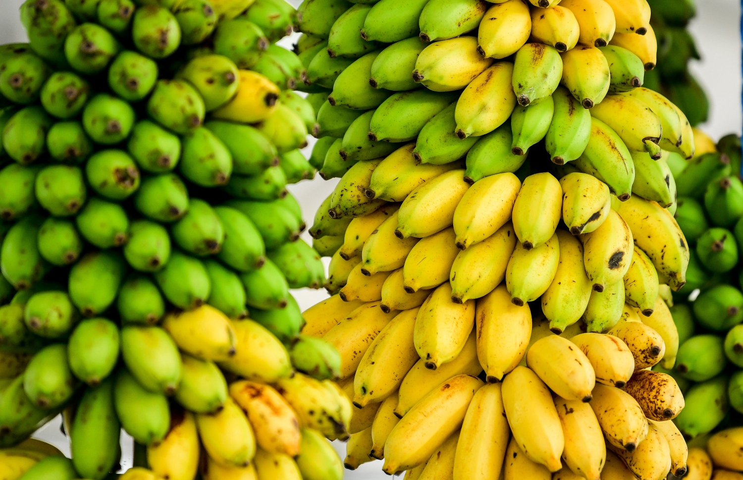 މާލެ: ޖުލައި 2، 2020: ލޯކަލް މާރުކޭޓުގެ ގޮޅިއެއްގައި ވިއްކަން ބަހައްޓާފައި ހުރި ދޮންކެޔޮ ގަނޑެއް: ވިޔަފާރި ދަށް ކަމަށާއި މުދާ ނުވިކި އުކާލަން ޖެހޭކަމަށް ވިޔަފާރިވެރިން ބުނޭ--. ފޮޓޯ: ނިޝާން އަލީ/މިހާރު