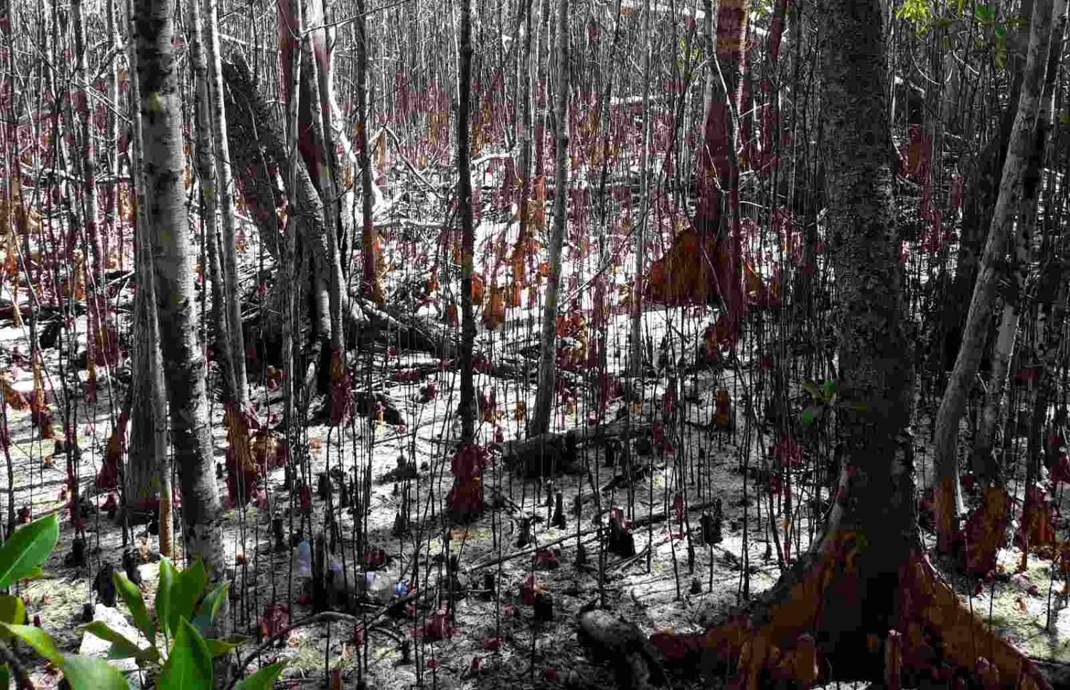 ނޭކުރެންދޫ ފަލުން ގަސްތަކެއް މަރުވެފައި: އެސަރަހައްދުން 10،000 ގަސް މަރުވެފައިވާ ކަމަށް ކައުންސިލުން ބުނޭ-- ފޮޓޯ: ނޭކުރެންދޫ ކައުންސިލް