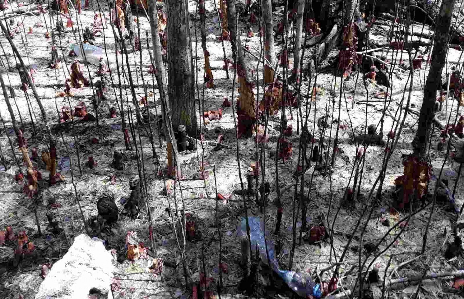 ނޭކުރެންދޫ ފަލުން ކަނޑޫ ގަސްތައް މަރުވެފައި: ސަބަބު ހޯދަން އަންނަނީ މަސައްކަތް ކުރަމުން-- ފޮޓޯ: ނޭކުރެންދޫ ކައުންސިލް