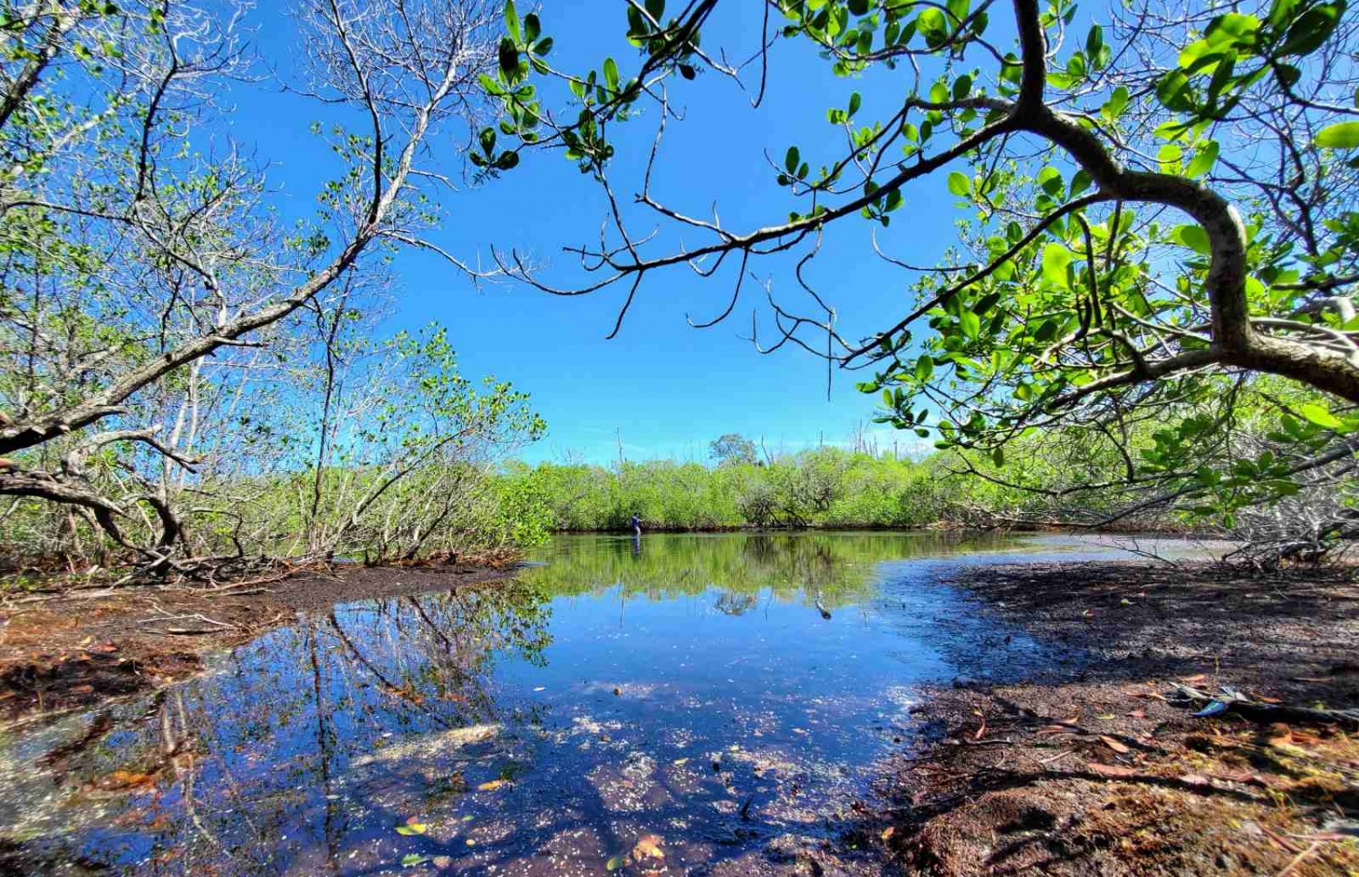 ނޭކުރެންދޫ ކަނޑޫފާ: އެ ސަރަހައްދުން ގިނަ އަދަދެއްގެ ގަސް ވަނީ މަރު ވެފައި-- ފޮޓޯ: ނޭކުރެންދޫ ކައުންސިލް