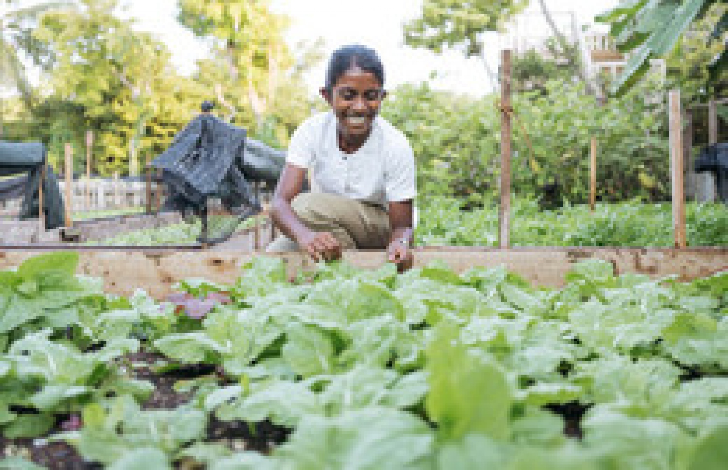 ސޮނެވާގެ ރިސޯޓެއްގައި ހައްދާފައިވާ ދަނޑެއް-- ފޮޓޯ: ސޮނެވާ