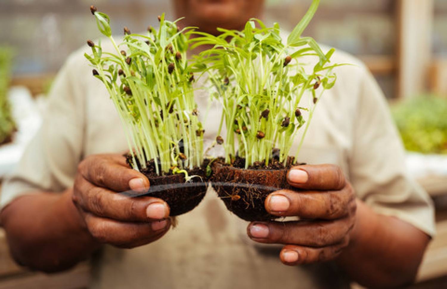 ސޮނެވާގެ ރިސޯޓުތަކުގައި އޯގަނިކް ދަނޑުވެރިކަން އަންނަނީ ކުރަމުން-- ފޮޓޯ: ސޮނެވާ