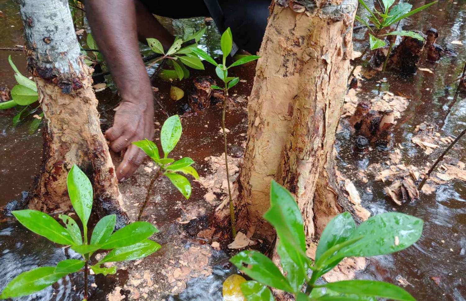 ކެލާ، ކަނޑޫފަލުން މަރުވި ގަސްތަކުގެ ބުޑަށް ގެއްލުން ވެފައި: އެއީ ފަންޏެއް އެޅުމުގެ ސަބަބުން ދިމާވެދާނެ ކަމެއް ކަމަށް ވެސް ލަފާކުރޭ-- ފޮޓޯ: އީޕީއޭ