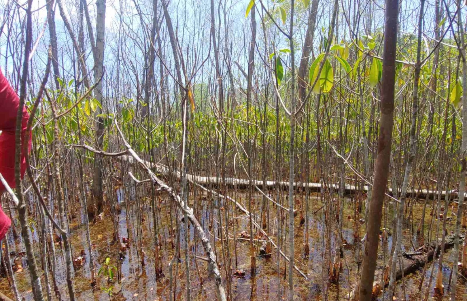 ނޭކުރެންދޫ ކަނޑޫފަލުން ގަސްތަކެއް މަރުވެ، ހިކިފައި: އެކަން ދިމާވި އަސްލު ސަބަބު އަންނަނީ ހޯދަމުން-- ފޮޓޯ: އެޗްޕީއޭ