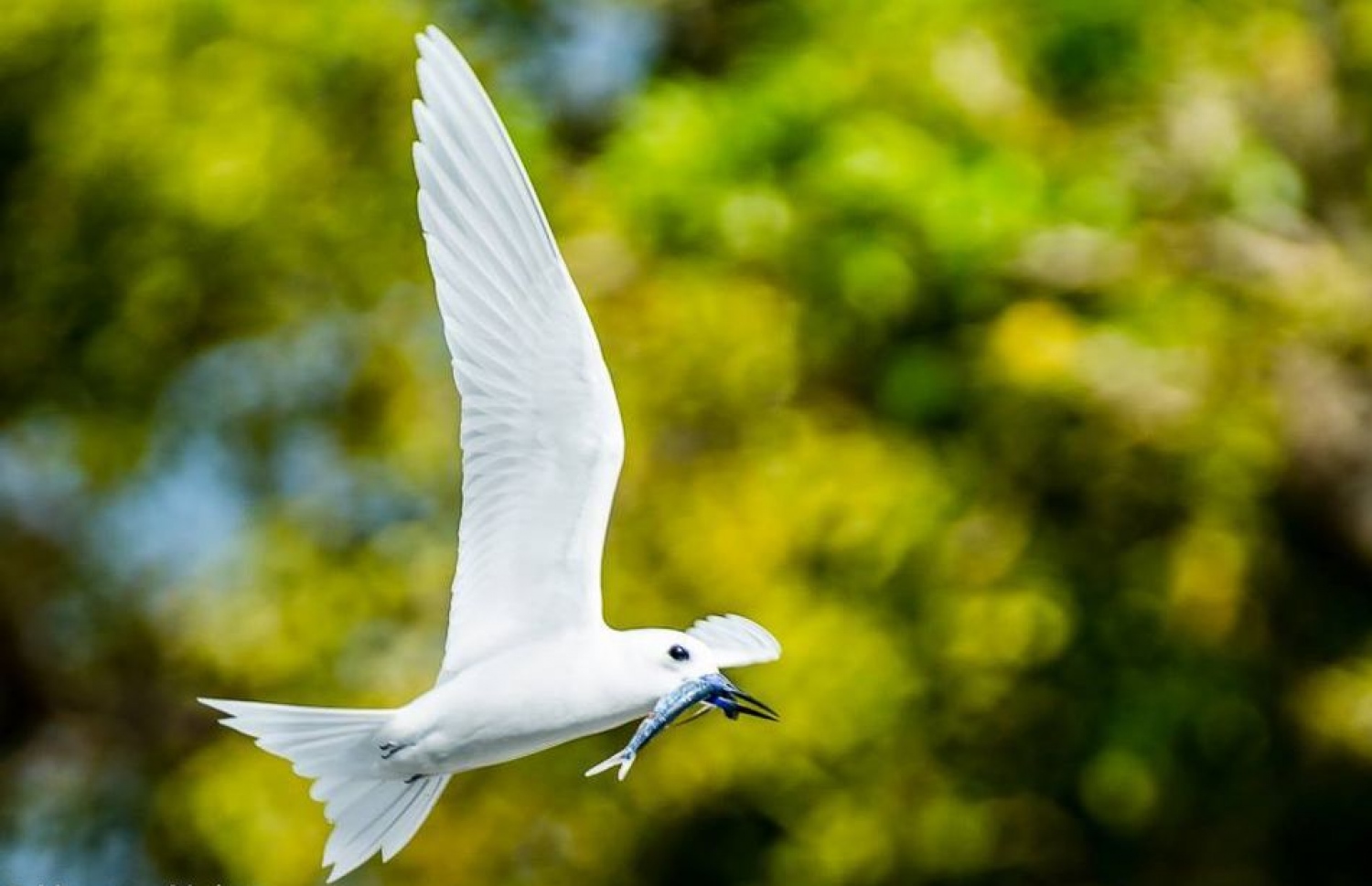 ދޮންދީނިއެއް: ދޮންދީނިއަކީ އައްޑޫގެ ރަމްޒެއް.-- ފޮޓޯ: ހަސަން ނަޖްމީ