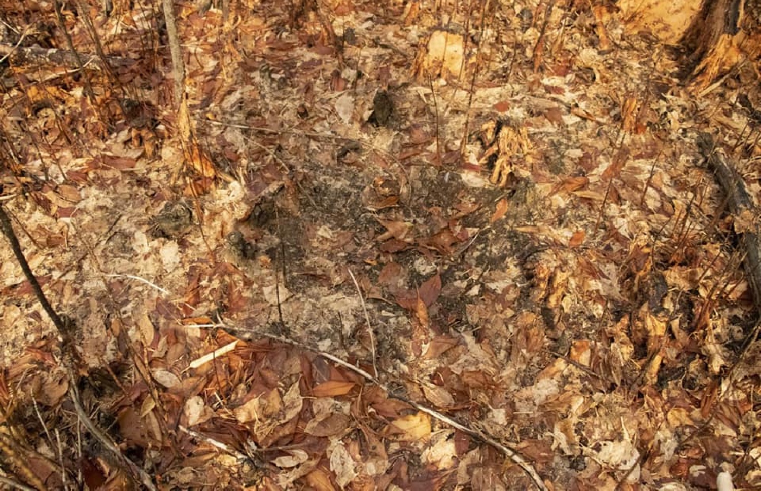 ބޮޑަށް ގެއްލުންވެފައި ވަނީ ކިސަނޑު ބިންގަނޑަށް: އެ ސަރަހައްދު މިހާރު އޮންނަނީ ހިކިކޮށް