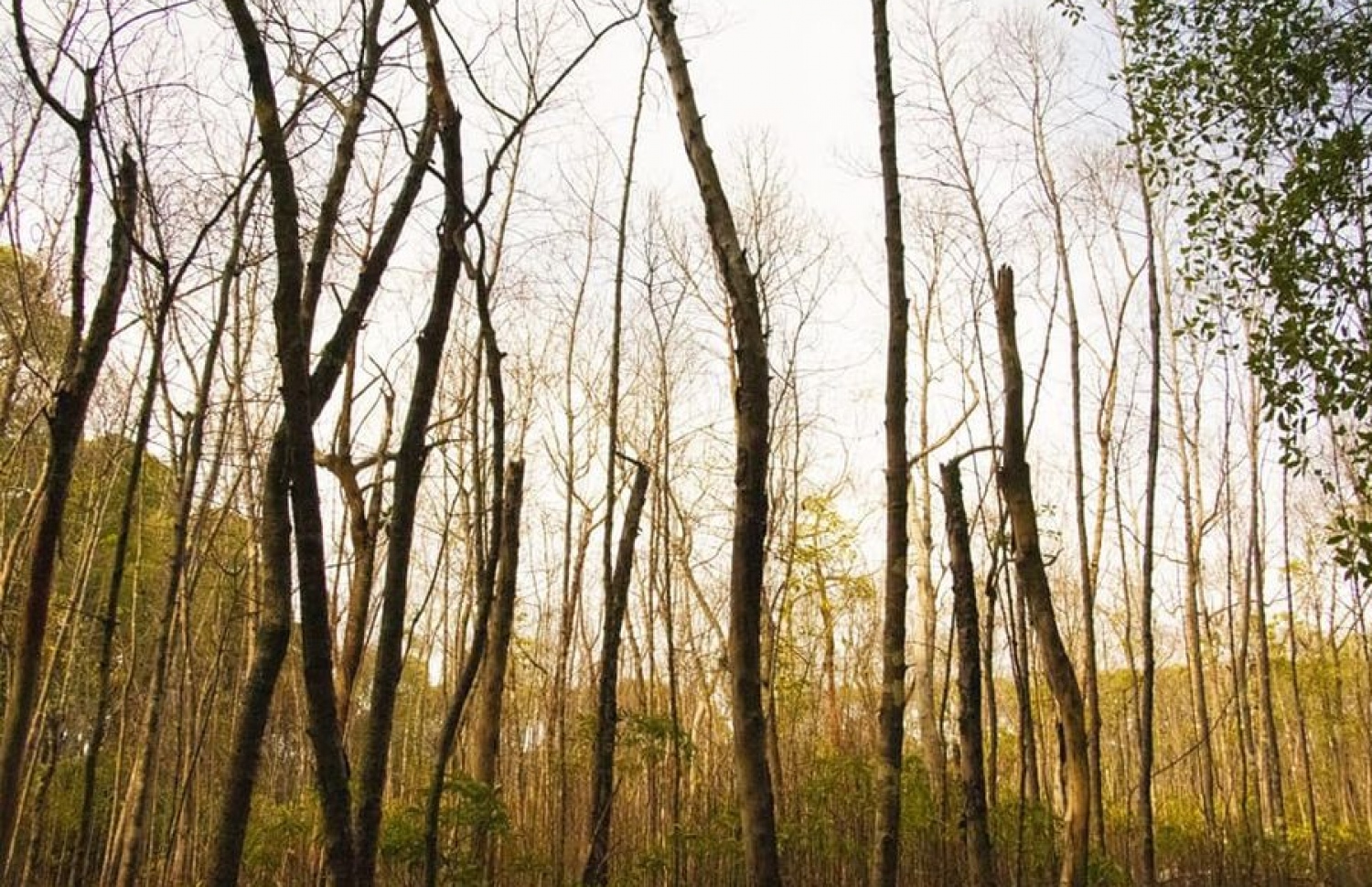 ކަނޑޫފަލުގައި ހުރި ގަސްތައް މަރުވެ ހިކިފައި: މިއީ ވަރަށް ބޮޑު ގެއްލުމެއް