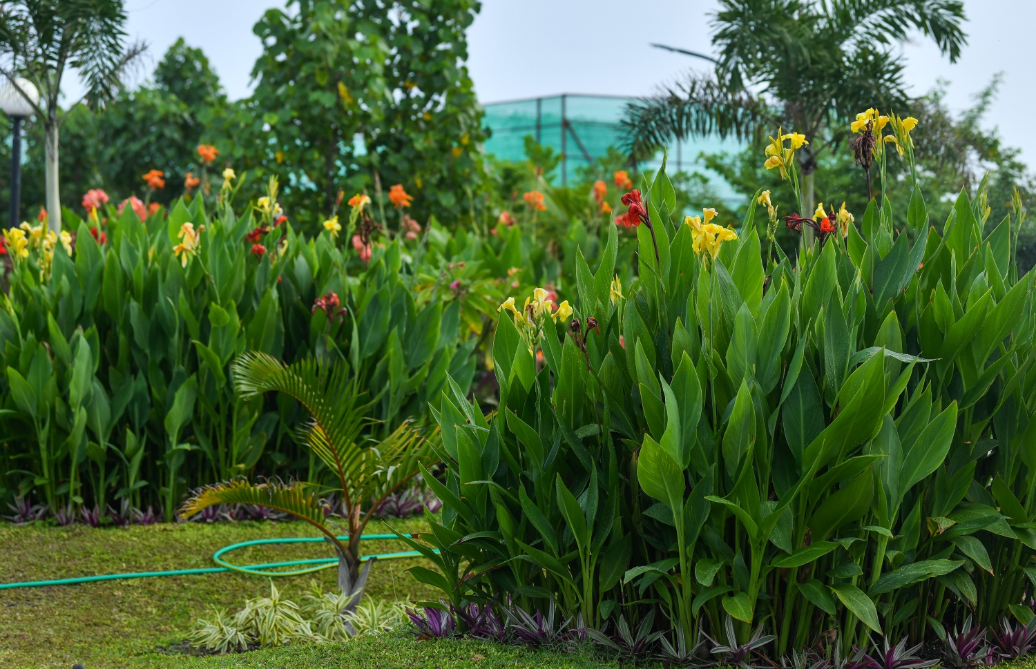 ލޮނުޒިޔާރަތްކޮޅު ޕާކްގައި އިންދާފައިވާ ގަސްތައް ރޯވެ، މިހާރު ވަނީ މާ ވެސް އަޅަން ފަށާފައި: އެކަމަކު ޕާކް ހުޅުވޭ ވަރަށް އަދި ތައްޔާރުނުވާ ކަމަށް، މާލޭ ސިޓީ ކައުންސިލުން ބުނޭ. ފޮޓޯ: ނިޝާން އަލީ/މިހާރު