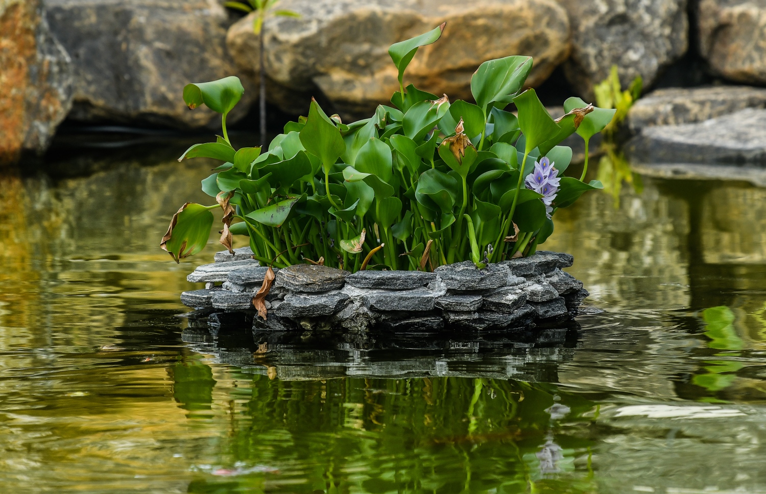 މިއީ ބޭރުގެ ޕާކެއް ނުވަތަ ރާއްޖޭގެ ރިސޯޓެއްގެ މަންޒަރެއް ނޫން. މިއީ ލޮނުޒިޔާރަތްކޮޅު ޕާކްގެ ފެންގަނޑެއްގެ ތެރެއިން ފެންނަ ރީތިކަމެއް. ފޮޓޯ: ނިޝާން އަލީ/މިހާރު