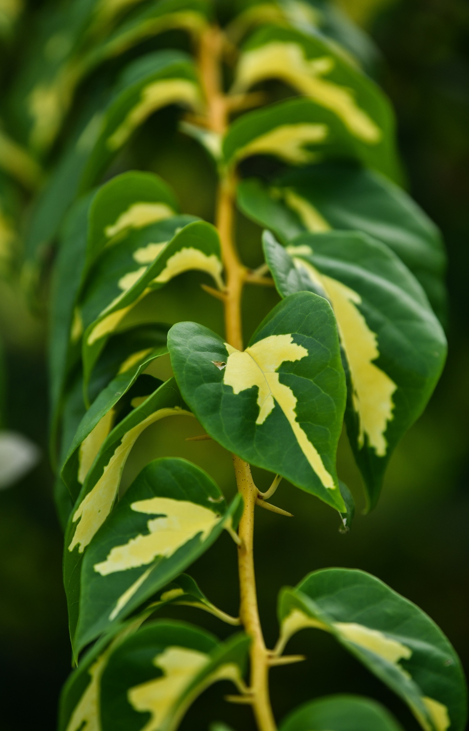 ފެހިކަން ބޮޑުކޮށް ތަރައްގީކުރާ ޕާކަކަށް ތަފާތު ވައްތަރުގެ ގަސްތައް ބޭނުންވާނެ. ލޮނުޒިޔާރަތްކޮޅު ޕާކްގައި ވަނީ ގިނަ ވައްތަރެއްގެ ގަސްތައް ވެސް ޖަހާފައި --ފޮޓޯ: ނިޝާން އަލީ/މިހާރު