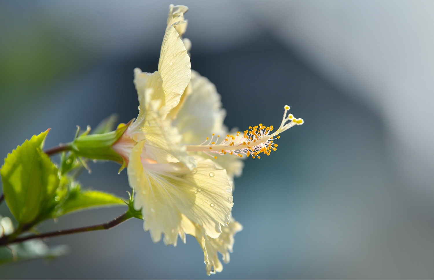 ރީނދޫ ކުލައިގެ ސައިމަލެއް: ޕާކްގެ އެކި ހިސާބުތަކުގައި މާމެލާމެލީގެ އެކި ގަސްތައް ހިމެނޭ. --ފޮޓޯ: ނިޝާން އަލީ/މިހާރު