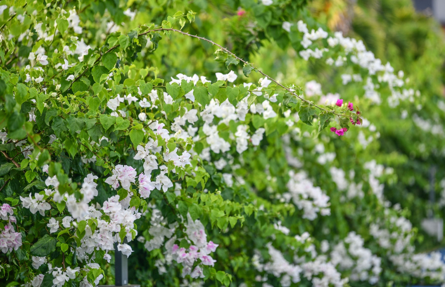 ފެހިކަމާއި މަލުގެ މަންޒަރުތަކުން ހިތަށް ލިބޭނެ ހިތްހަމަޖެހުން، ލޮނުޒިޔާރަތްކޮޅު ޕާކަށް މި ވަގުތު ވަންނަ މީހަކަށް ވެސް އިހުސާސްކޮށްލެވޭނެ: އެކަމަކު އާންމުންނަށް ޕާކް ހުޅުވާލާނެ ދުވަހެއް އަދި ނޭނގޭ --ފޮޓޯ: ނިޝާން އަލީ/މިހާރު