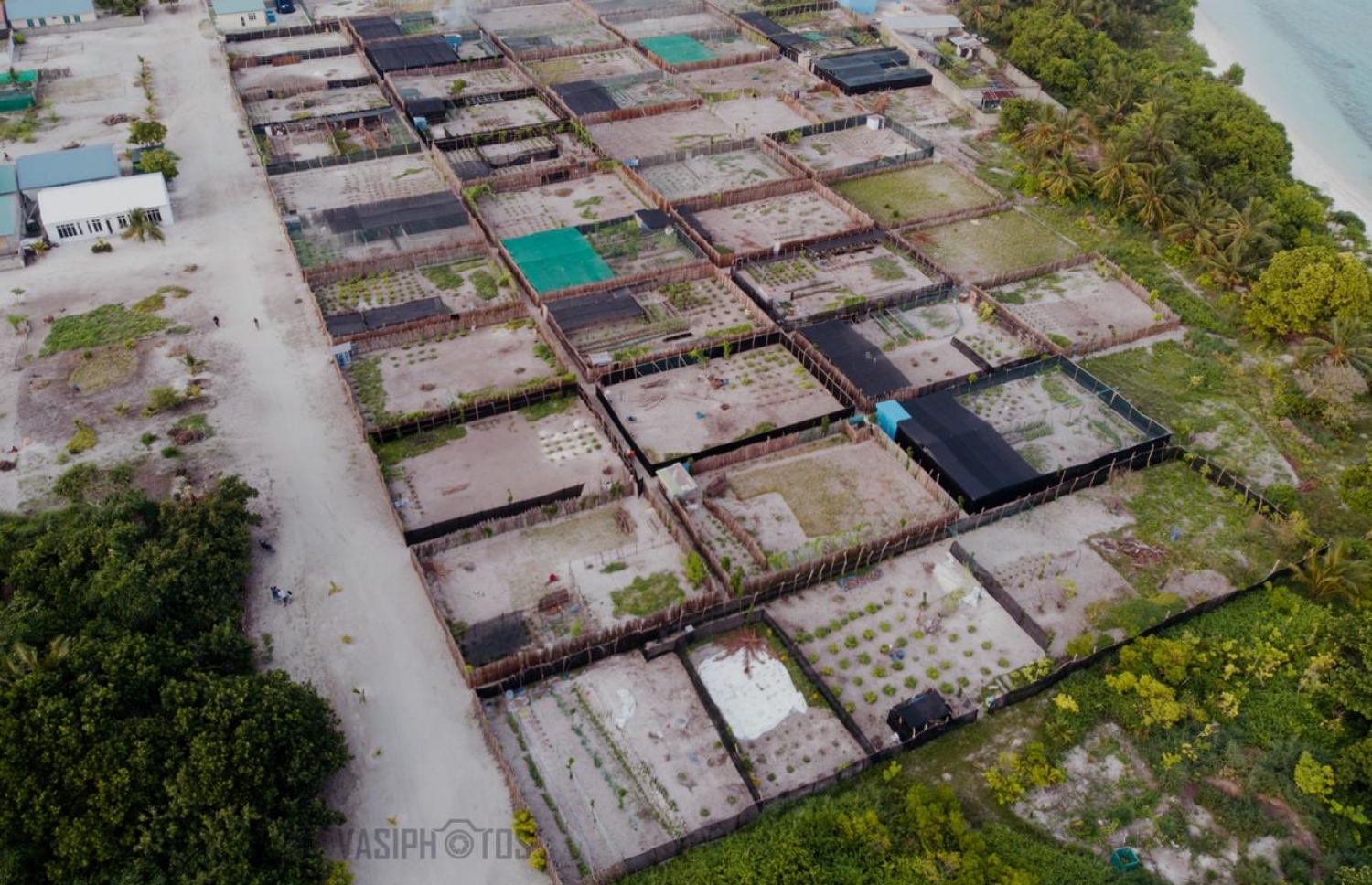 މަކުނުދޫގެ ދަނޑުތަކެއް: މިރުހާއި ކިއުކަމްބާ އާއި ކަރަ އާއި ބައްޓާއި ބަރަބޯ ފަދަ ބާވަތްތައް މި ދަނޑުތަކުގައި ހައްދާ-- ފޮޓޯ:ވާސިފުޓޯސް