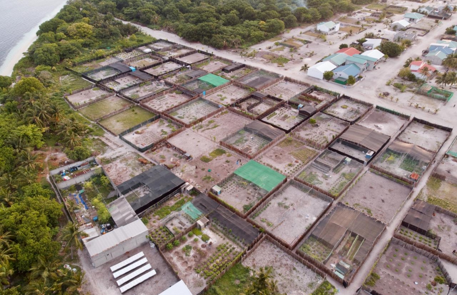 މަކުނުދޫގެ ދަނޑުތަކެއް: އެ ރަށުގެ ގިނަ ބަޔަކު މިހާރު އަންނަނީ މި މަސައްކަތުން އާމްދަނީ ހޯދަމުން-- ފޮޓޯ:ވާސިފުޓޯސް