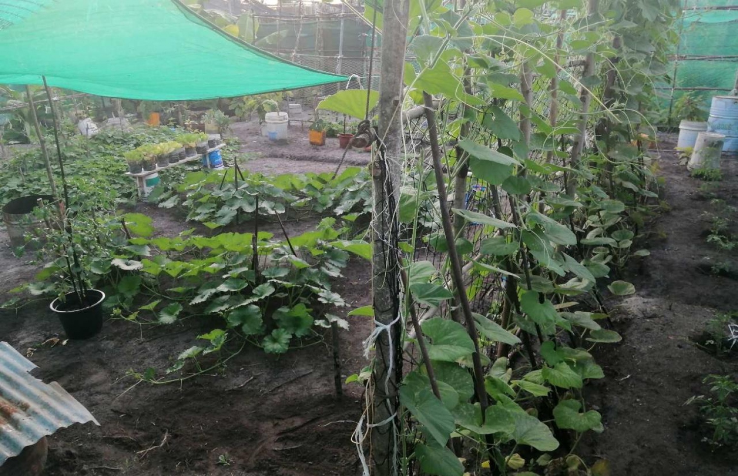 ދިގުރަށުގެ ދަނޑެއް: މިއީ ކުރިން ޓޫރިޒަމަށް ބަރޯސާވެފައިވާ ރަށުގައި އަލަށް ފެށި މަސައްކަތެއް