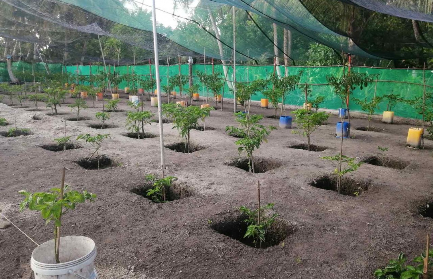 ދިގުރަށުގައި ހައްދަމުން އަންނަ ދަނޑެއް: ދަނޑުވެރިކަމުން ބޮޑު އާމްދަނީއެއް އެ ރަށުގެ ބައެއް މީހުން ހޯދާ